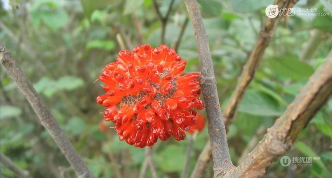 构树，构树花，构树果实图片，全身都是宝的构树精选图片