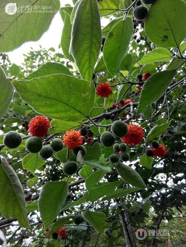 构树，构树花，构树果实图片，全身都是宝的构树精选图片