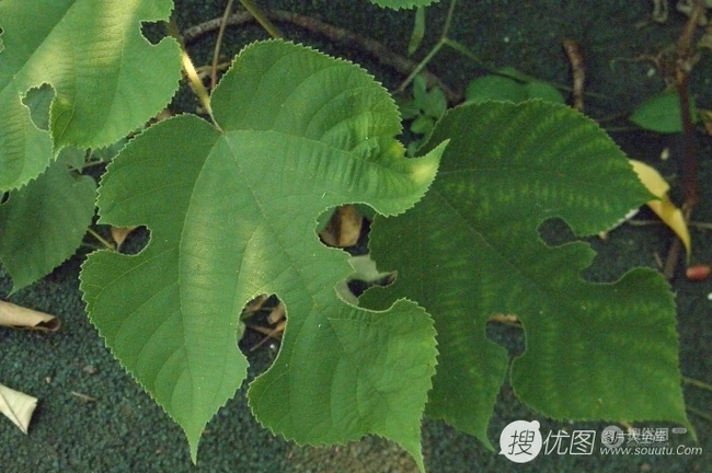 构树，构树花，构树果实图片，全身都是宝的构树精选图片
