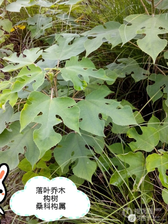构树，构树花，构树果实图片，全身都是宝的构树精选图片