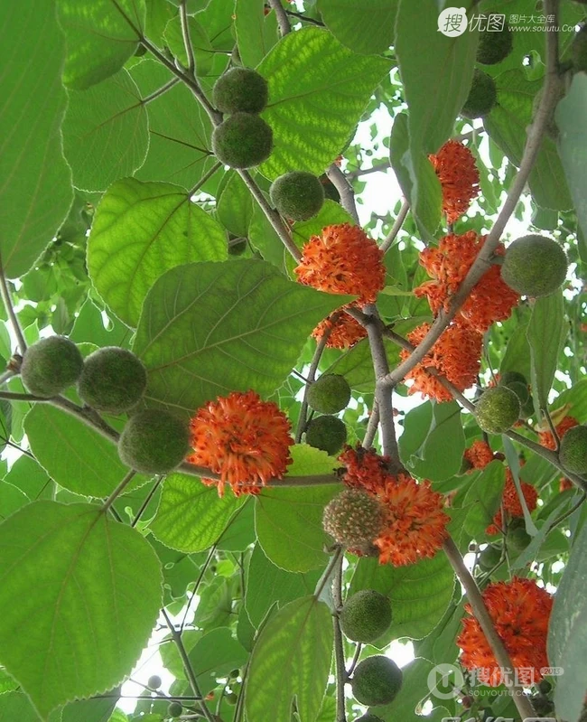 构树，构树花，构树果实图片，全身都是宝的构树精选图片