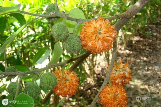 构树，构树花，构树果实图片，全身都是宝的构树精选图片