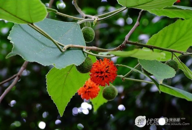 构树，构树花，构树果实图片，全身都是宝的构树精选图片