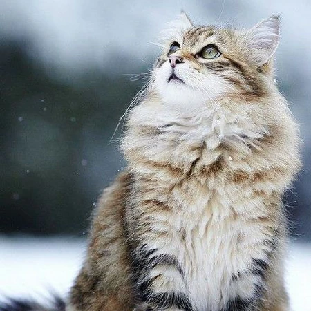 缅因猫，可爱大体型宠物缅因猫唯美摄影图片