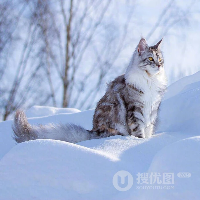 缅因猫，可爱大体型宠物缅因猫唯美摄影图片 第8张