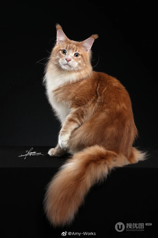 缅因猫，可爱大体型宠物缅因猫唯美摄影图片 第9张