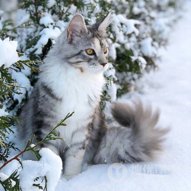 缅因猫，可爱大体型宠物缅因猫唯美摄影图片 第2张