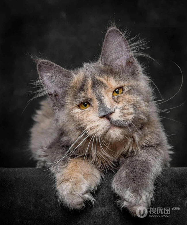 缅因猫，可爱大体型宠物缅因猫唯美摄影图片 第7张
