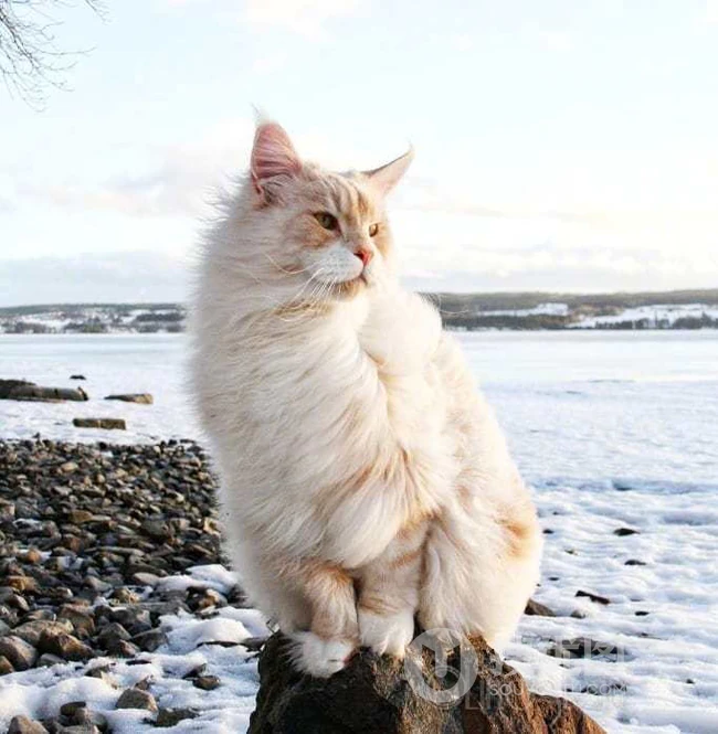 缅因猫，可爱大体型宠物缅因猫唯美摄影图片 第5张