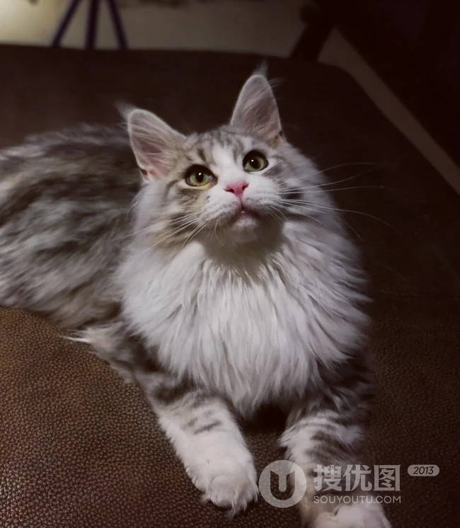 缅因猫，可爱大体型宠物缅因猫唯美摄影图片 第12张