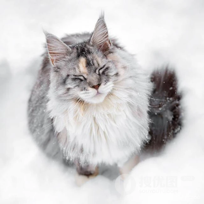 缅因猫，可爱大体型宠物缅因猫唯美摄影图片 第4张