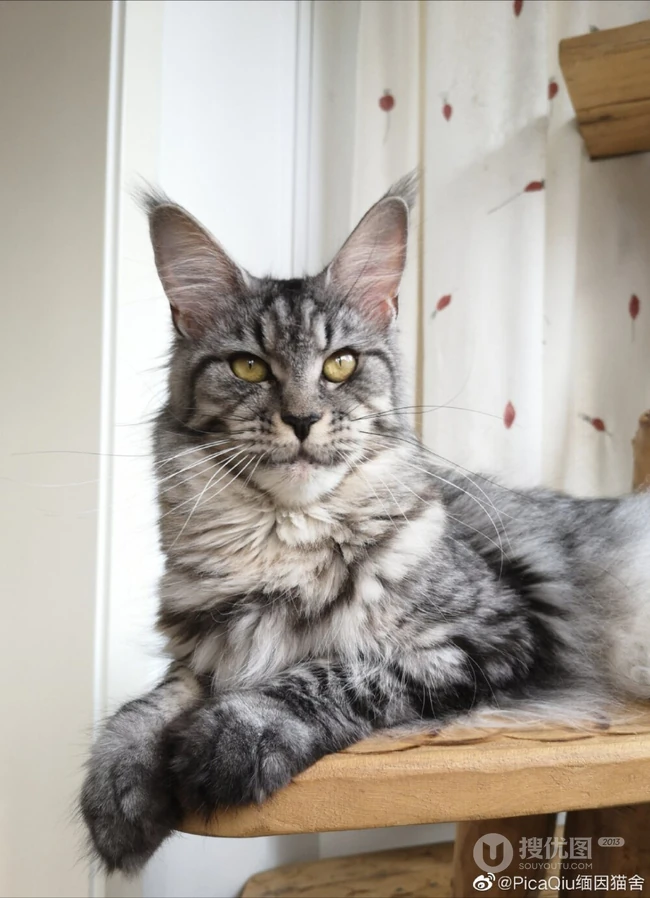 缅因猫，可爱大体型宠物缅因猫唯美摄影图片 第3张