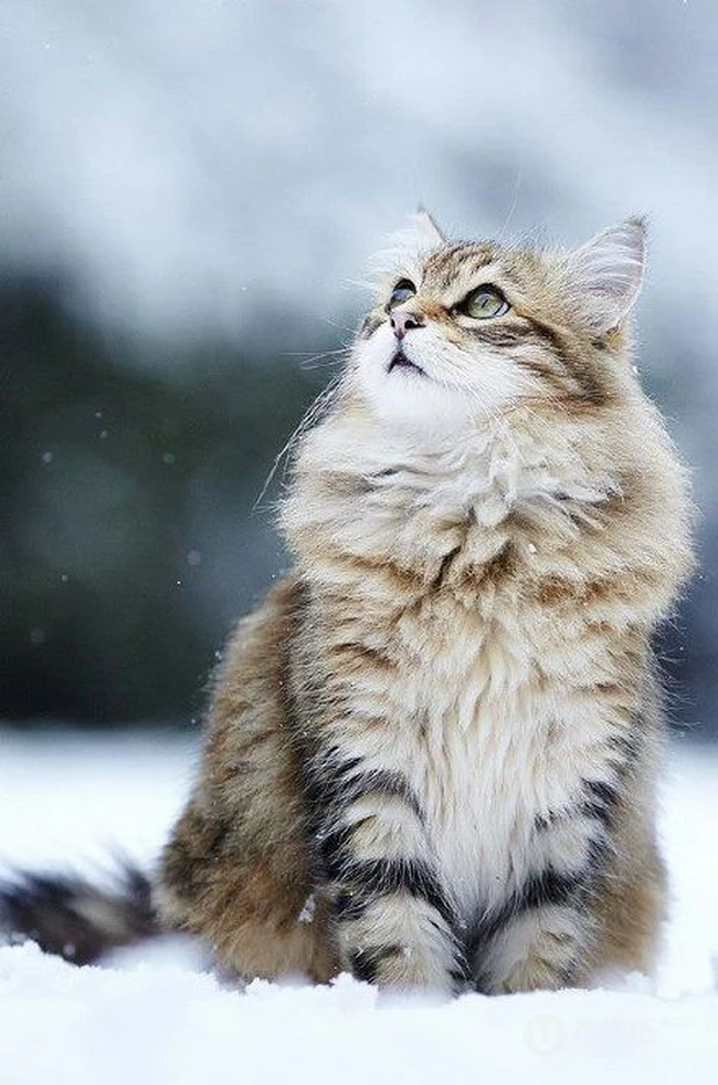 缅因猫，可爱大体型宠物缅因猫唯美摄影图片 第1张