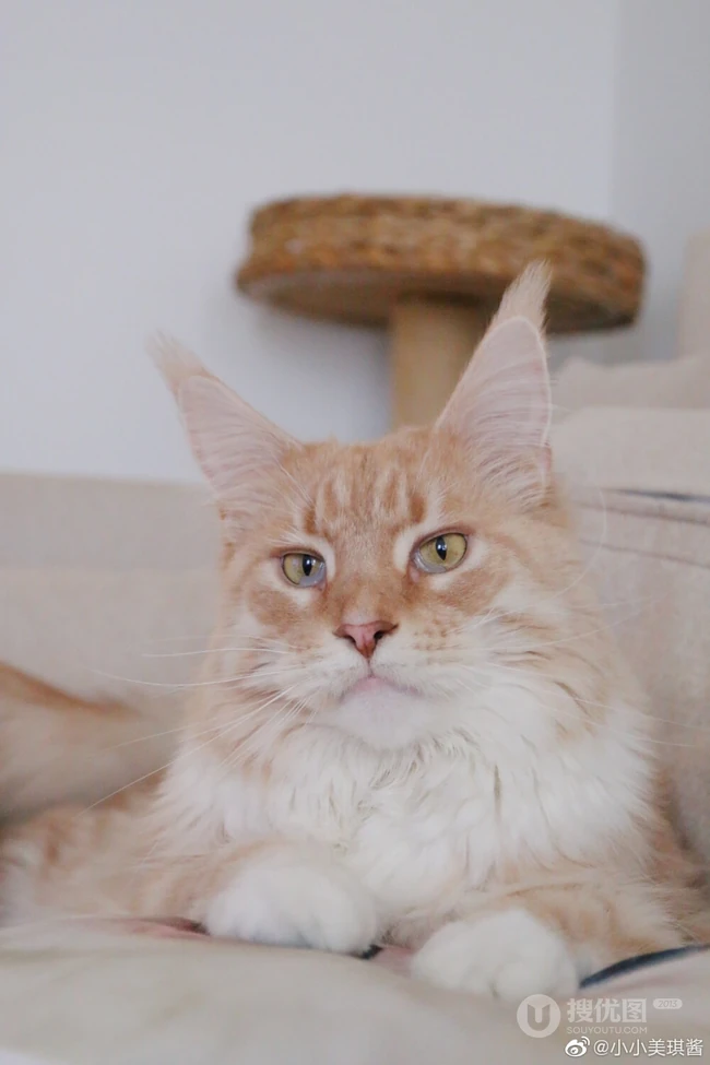 缅因猫，可爱大体型宠物缅因猫唯美摄影图片 第6张