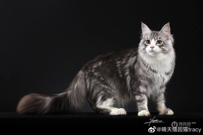 缅因猫，可爱大体型宠物缅因猫唯美摄影图片 第13张