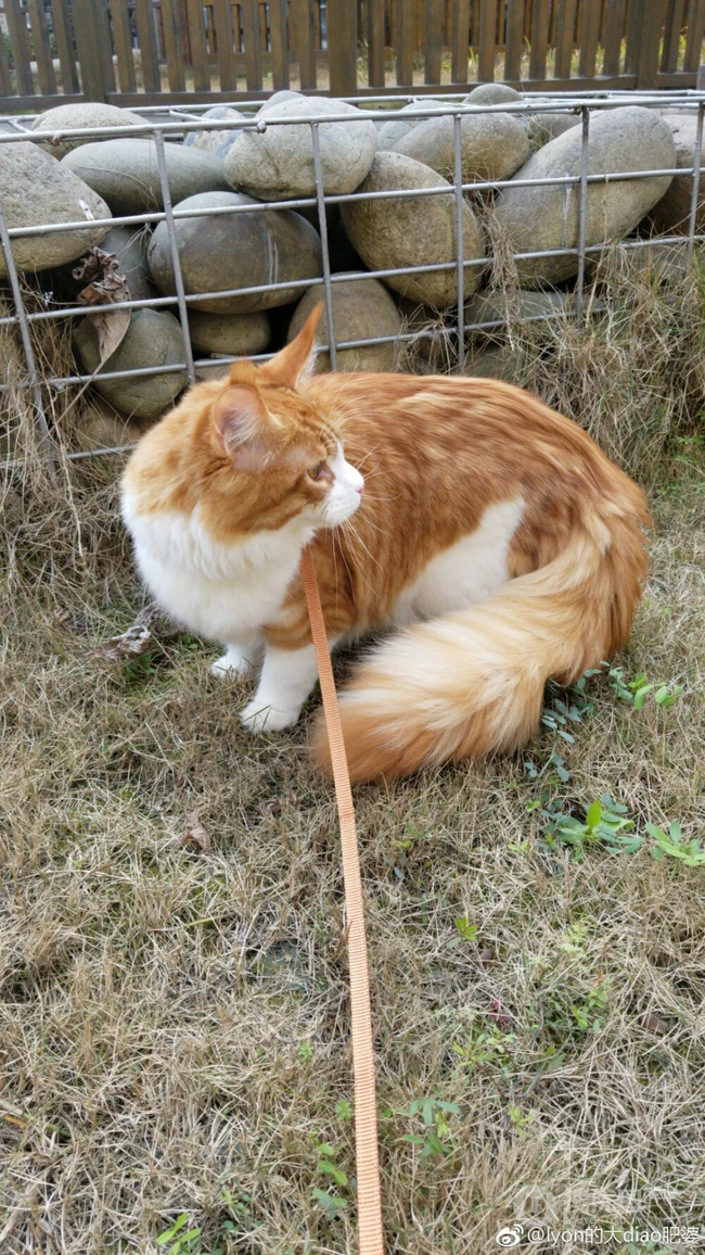 缅因猫，可爱大体型宠物缅因猫唯美摄影图片 第14张