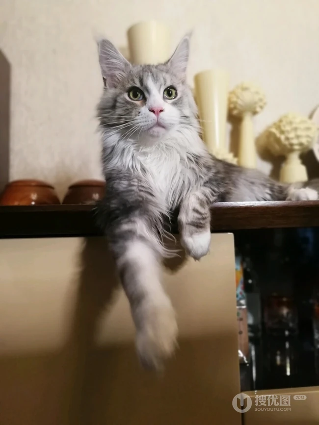 缅因猫，可爱大体型宠物缅因猫唯美摄影图片 第11张
