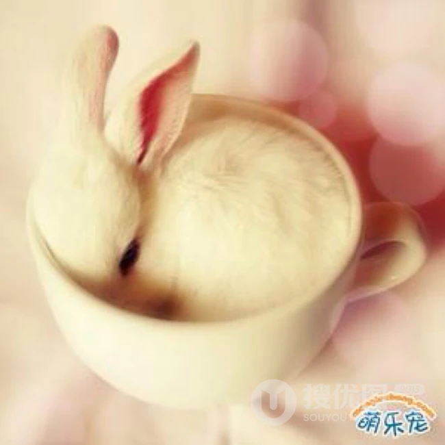 侏儒兔，荷兰侏儒兔图片，体积最小的可爱宠物兔侏儒兔图片 第7张