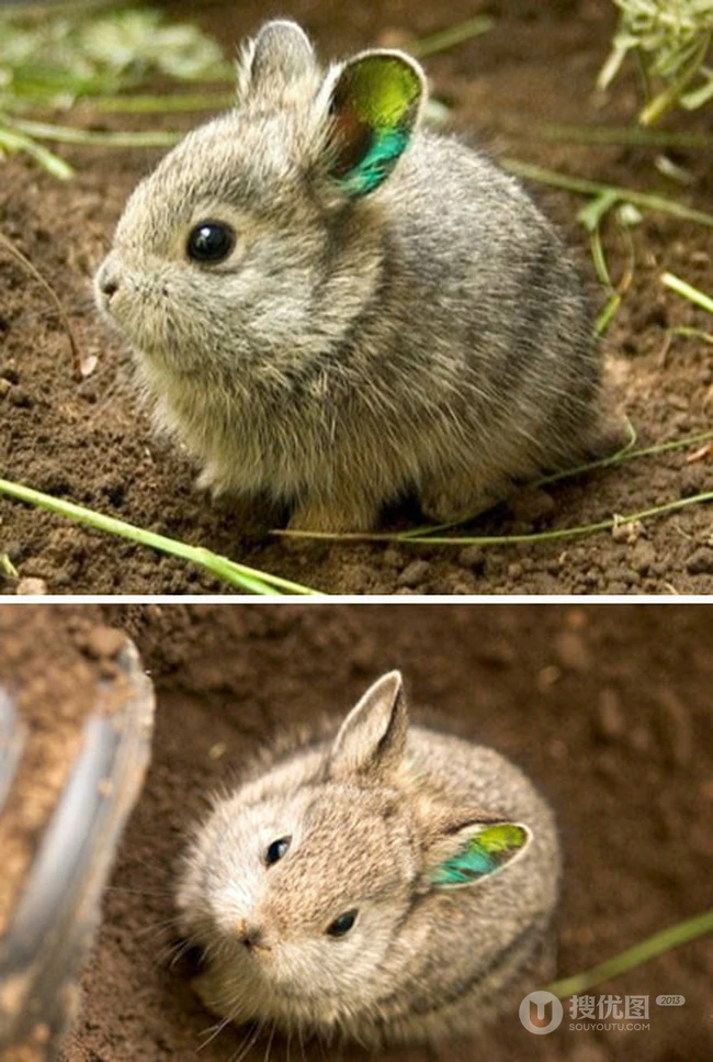 侏儒兔，荷兰侏儒兔图片，体积最小的可爱宠物兔侏儒兔图片 第5张