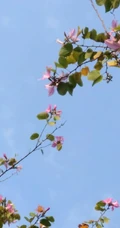 洋紫荆，紫荆花图片，花期长的观赏植物红花羊蹄甲美图