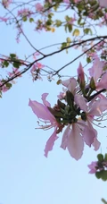 洋紫荆，紫荆花图片，花期长的观赏植物红花羊蹄甲美图