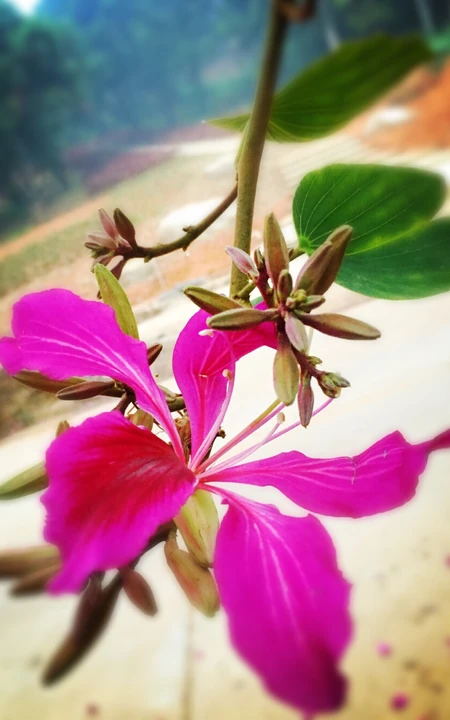 洋紫荆，紫荆花图片，花期长的观赏植物红花羊蹄甲美图