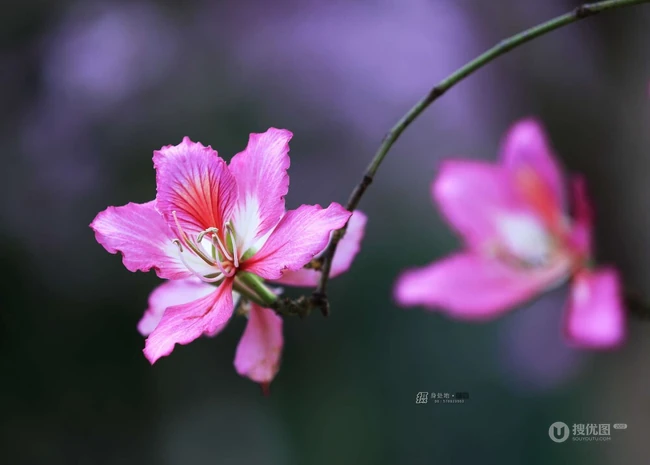 洋紫荆，紫荆花图片，花期长的观赏植物红花羊蹄甲美图