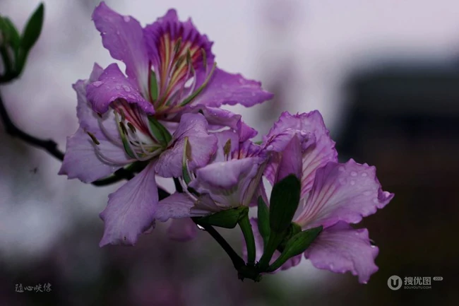 洋紫荆，紫荆花图片，花期长的观赏植物红花羊蹄甲美图