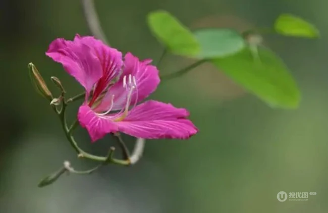 洋紫荆，紫荆花图片，花期长的观赏植物红花羊蹄甲美图