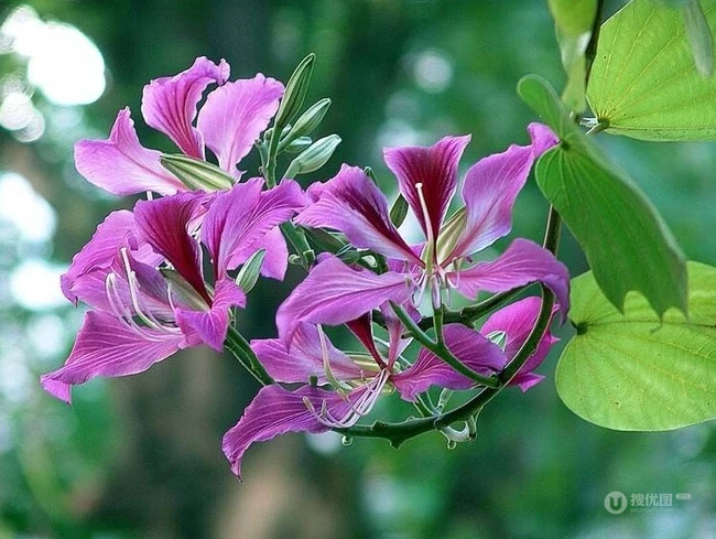 洋紫荆，紫荆花图片，花期长的观赏植物红花羊蹄甲美图