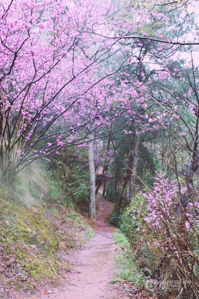 洋紫荆，紫荆花图片，花期长的观赏植物红花羊蹄甲美图