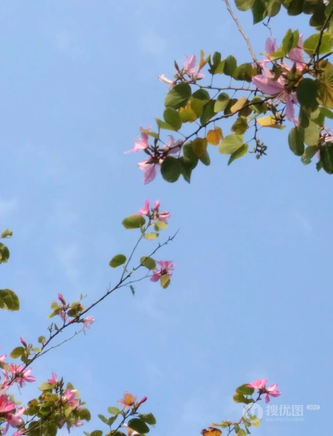 洋紫荆，紫荆花图片，花期长的观赏植物红花羊蹄甲美图