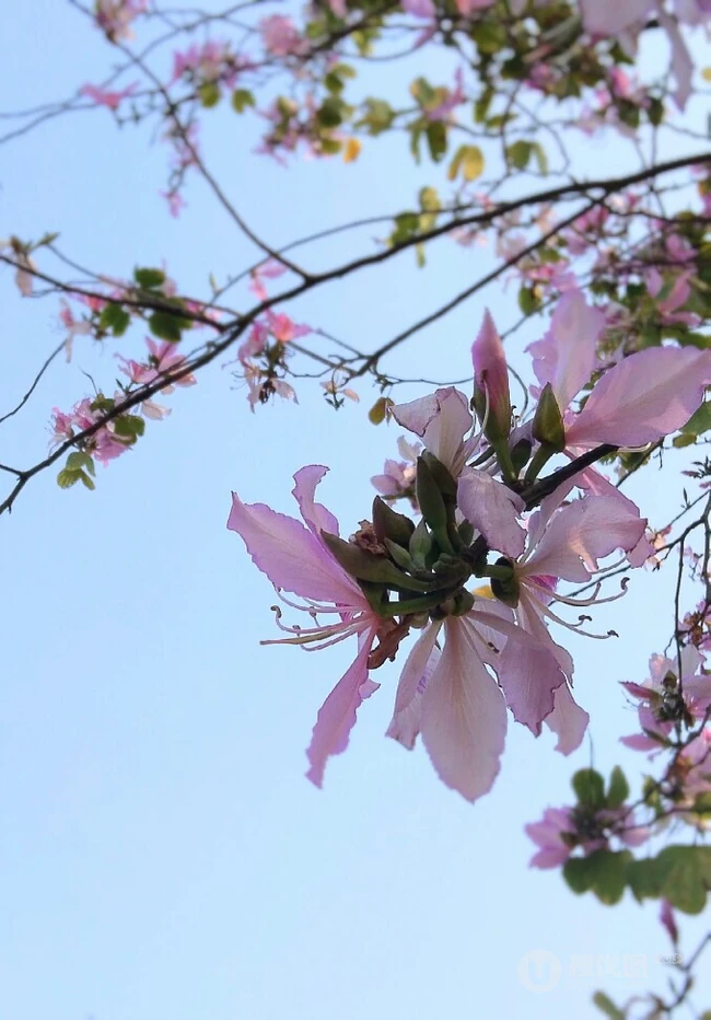 洋紫荆，紫荆花图片，花期长的观赏植物红花羊蹄甲美图