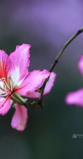洋紫荆，紫荆花图片，花期长的观赏植物红花羊蹄甲美图