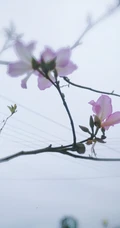 洋紫荆，紫荆花图片，花期长的观赏植物红花羊蹄甲美图