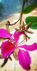 洋紫荆，紫荆花图片，花期长的观赏植物红花羊蹄甲美图