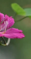 洋紫荆，紫荆花图片，花期长的观赏植物红花羊蹄甲美图