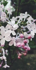 六月的丁香到处开放， 呼和浩特市市花丁香花唯美图片