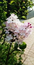 六月的丁香到处开放， 呼和浩特市市花丁香花唯美图片