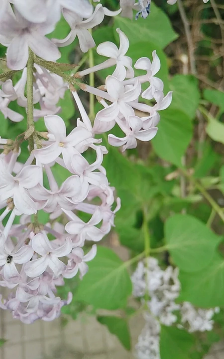 六月的丁香到处开放， 呼和浩特市市花丁香花唯美图片