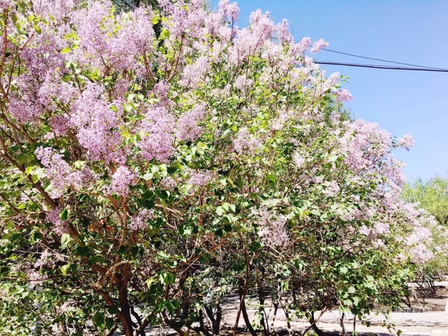 六月的丁香到处开放， 呼和浩特市市花丁香花唯美图片