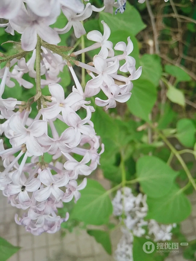 六月的丁香到处开放， 呼和浩特市市花丁香花唯美图片