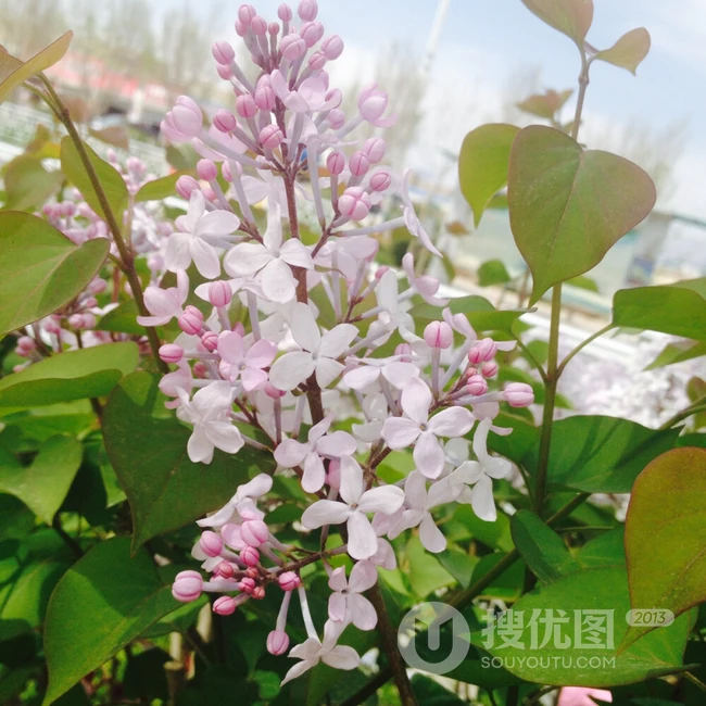 六月的丁香到处开放， 呼和浩特市市花丁香花唯美图片