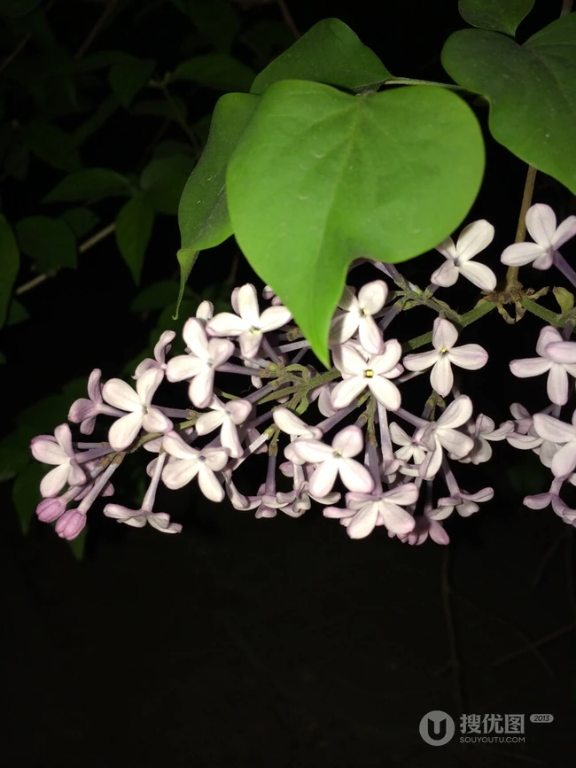 六月的丁香到处开放， 呼和浩特市市花丁香花唯美图片