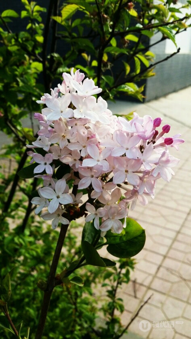 六月的丁香到处开放， 呼和浩特市市花丁香花唯美图片
