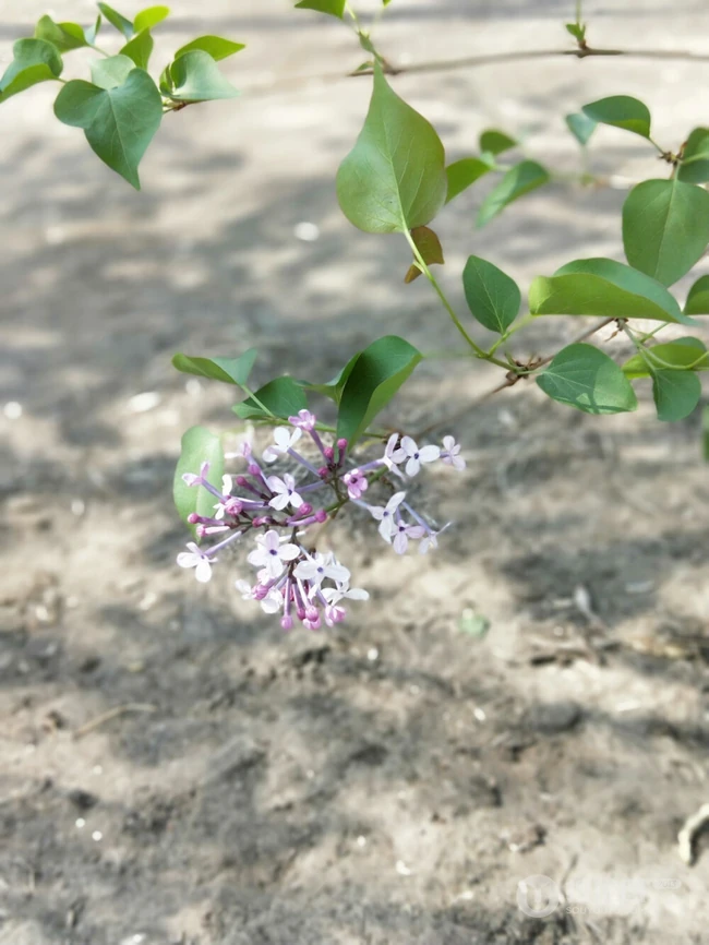 六月的丁香到处开放， 呼和浩特市市花丁香花唯美图片