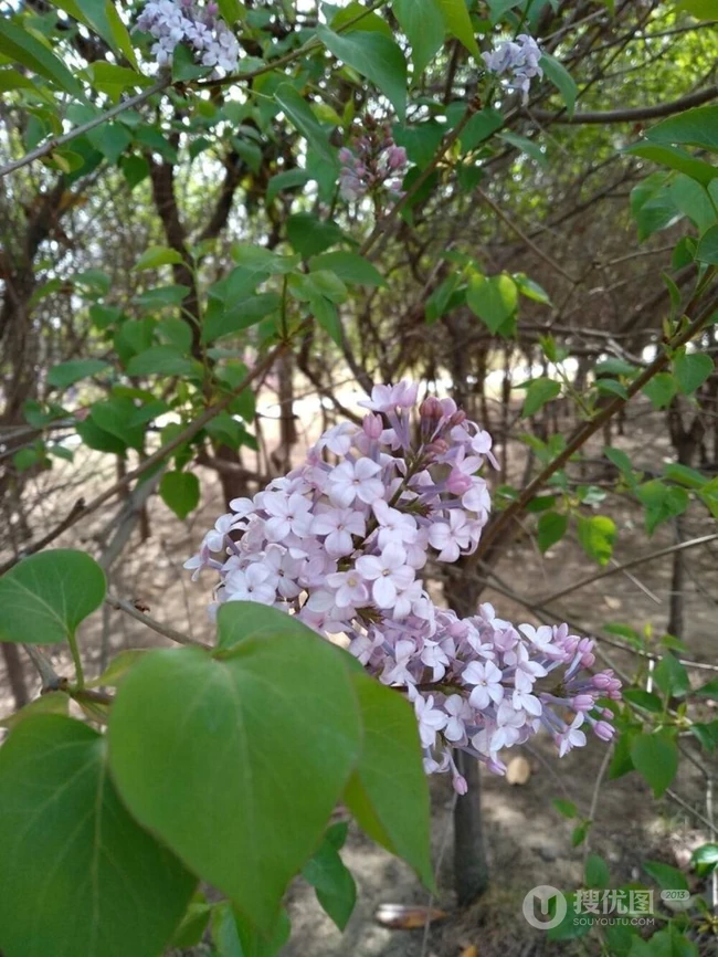 六月的丁香到处开放， 呼和浩特市市花丁香花唯美图片