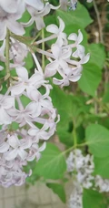 六月的丁香到处开放， 呼和浩特市市花丁香花唯美图片