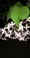 六月的丁香到处开放， 呼和浩特市市花丁香花唯美图片