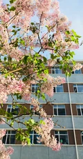六月的丁香到处开放， 呼和浩特市市花丁香花唯美图片